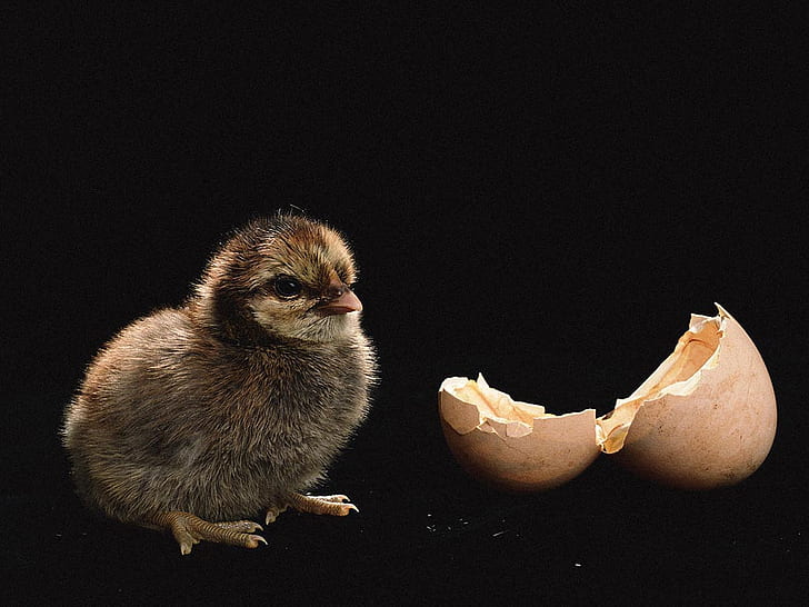 born chicken NEW BORN Animals Birds HD Art, egg, cracked, HD wallpaper
