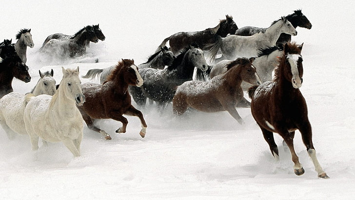 2014 Chinese New Year of the Horse Wallpaper 10, group of horses, HD wallpaper