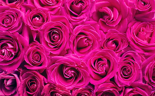 HD wallpaper: pink rose petals, roses, background, text background, text  space | Wallpaper Flare