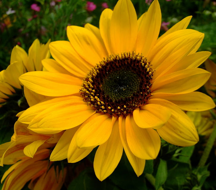 yellow Daisy Flower, Sunflower, słonecznik, macro, nature, plant, HD wallpaper