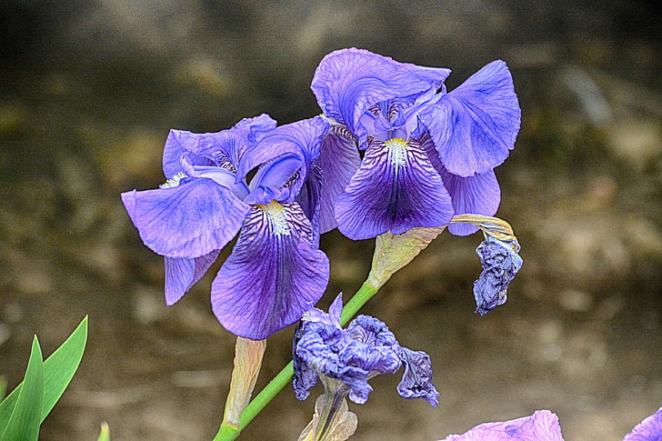 bleu, botanique, fleurs, flore, iris, la nature, flowering plant, HD wallpaper