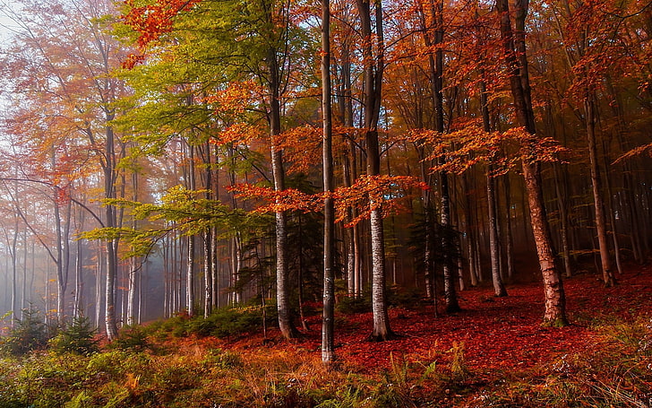 nature, landscape, fall, mist, forest, colorful, ferns, trees, HD wallpaper