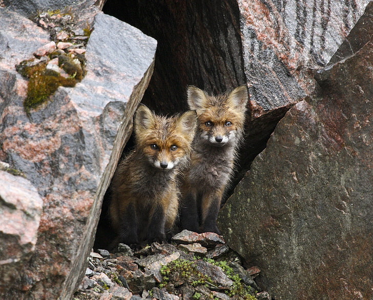 two brown foxes, animals, baby animals, rock, mammal, group of animals