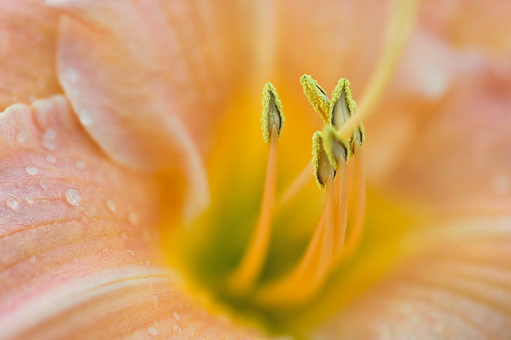 micro photography of yellow flower, lily, lily, floral, macro, HD wallpaper