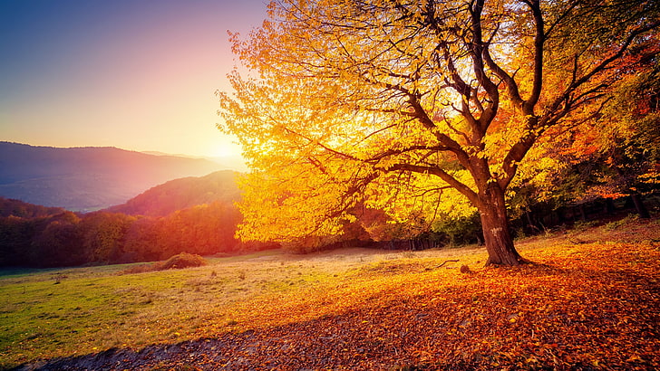 autumn colors, leaves, tree, hillside, nature, sky, morning, HD wallpaper