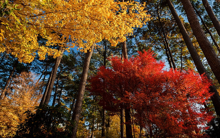 maple leaves, trees, nature, landscape, red, yellow, morning, HD wallpaper