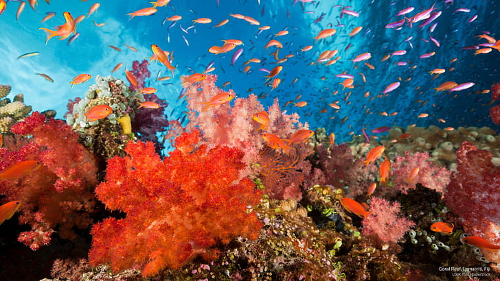 1920x1080px | free download | HD wallpaper: Coral Reef, Lomaiviti, Fiji ...