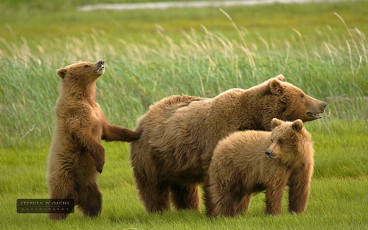 Grizzly Bear Family, nature, wildlife, brown, animal, animals