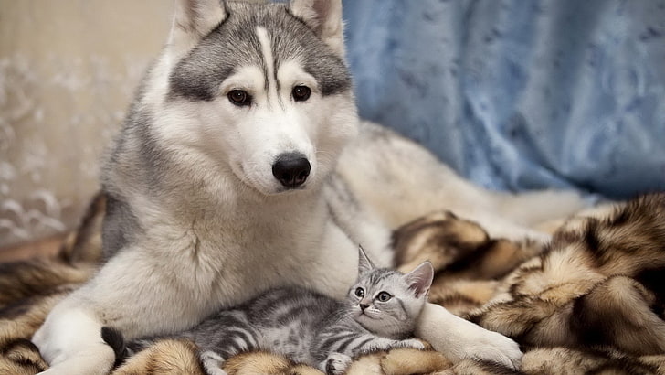adult gray Siberian husky, dog, cat, animals, animal themes, mammal