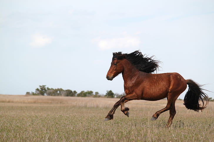 running brown horse on green grass, wild horses, wild horses