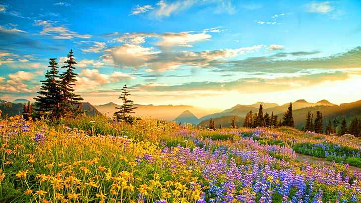Sunset-Mountain Wilderness France-spring mountain flowers-Yellow-Blue Rainier-Purple Lupines-pine trees-blue sky-clouds-HD Wallpaper-1920×1080
