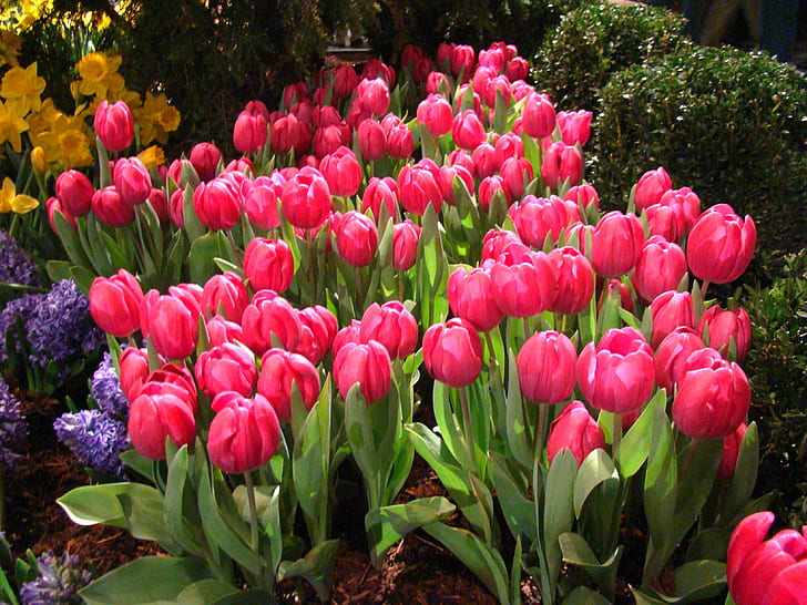 pink flowers, Spring Flowers, Spring  Flowers, tulip, nature, HD wallpaper