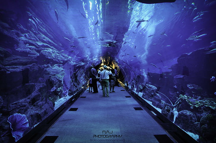 Dubai Aquarium, m-a-j photography, nature and landscapes, HD wallpaper