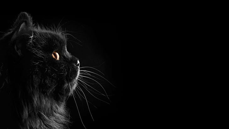 White Eyes Black Cat In Blur Green Leaves Background 4K HD Cat Wallpapers   HD Wallpapers  ID 76022