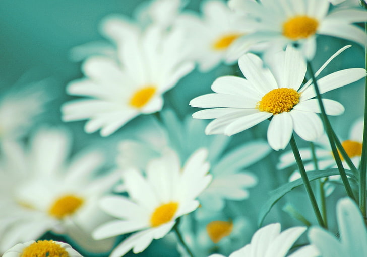 white daisy flowers, chamomile, blur, stalks, field, nature, plant