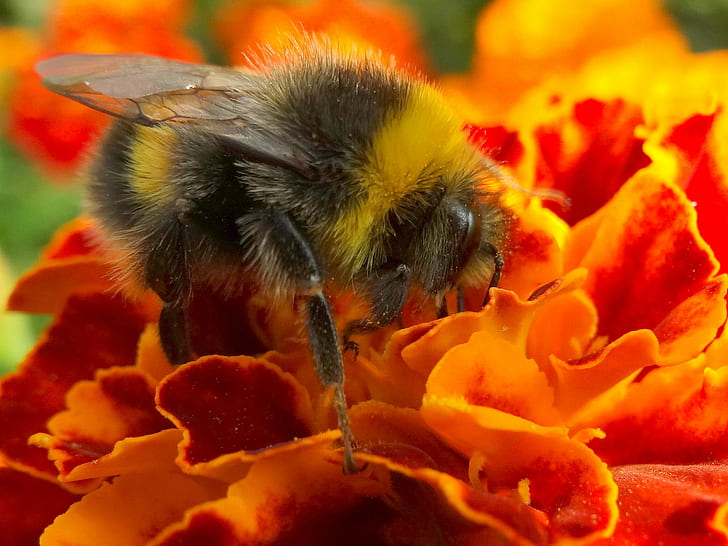 closeup photography of Honeybee, white-tailed, bumblebee, white-tailed, bumblebee