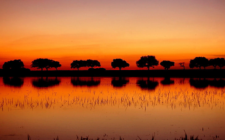 silhouette of trees during golden hours, landscape, sunset, reflection