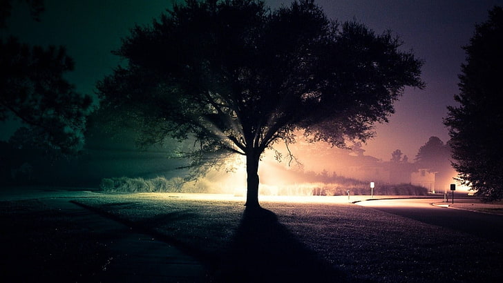 gray leafed tree, trees, road, night, landscape, lights, nature, HD wallpaper