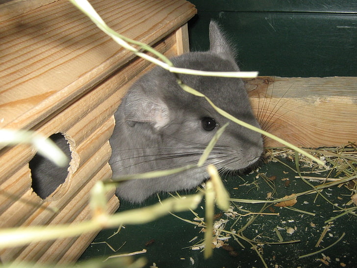 gray hamster, chinchilla, mink, grass, house, mammal, animal themes