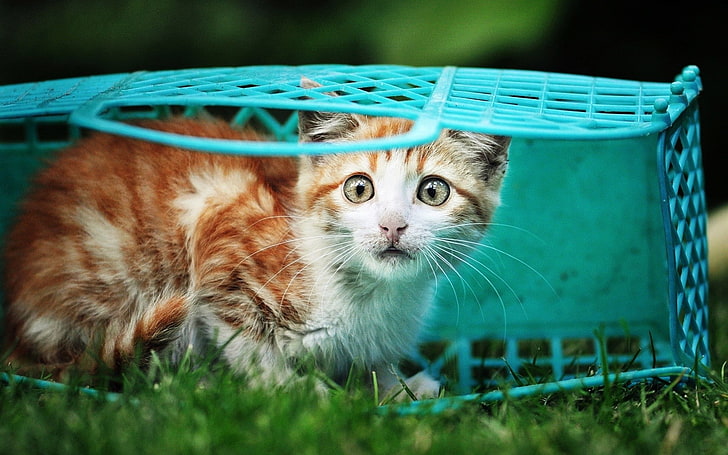 cat, animals, baskets, grass, domestic, mammal, pets, animal themes