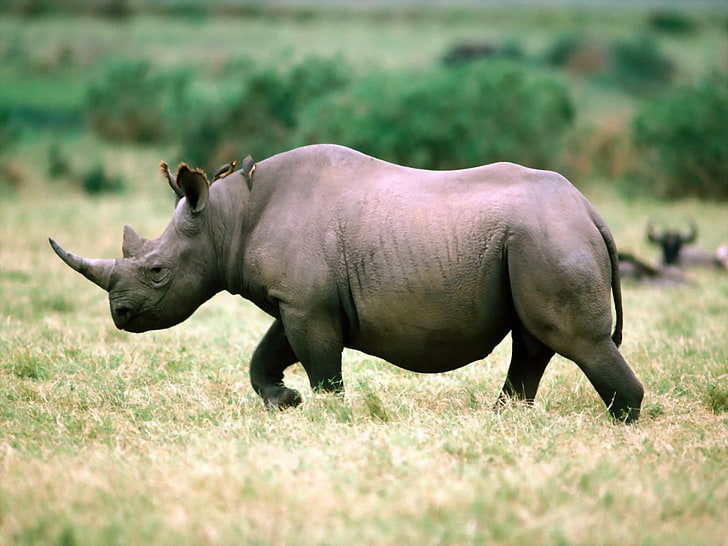 gray rhinoceros, grass, walk, animal, nature, mammal, wildlife