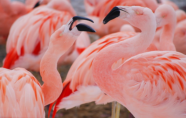birds, pink, Flamingo, HD wallpaper