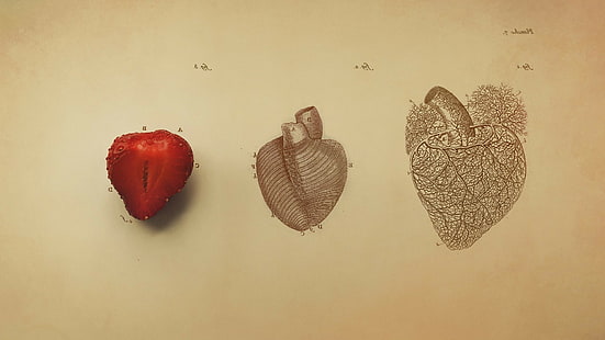 HD wallpaper: Biology, digital art, drawing, fruit, Hearts, Medicine,  minimalism | Wallpaper Flare
