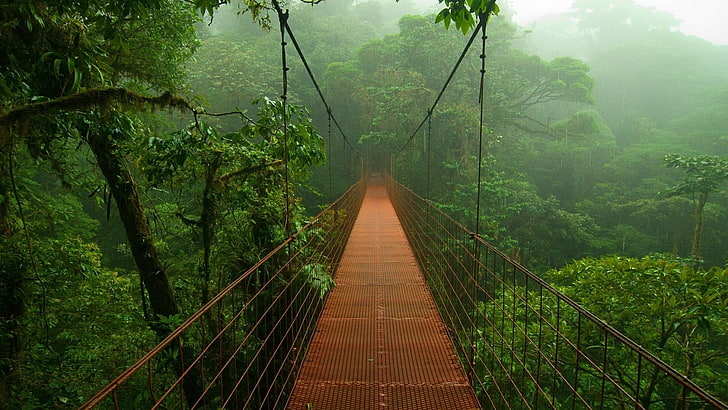 brown metal hanging bridge, photography, forest, rainforest, nature
