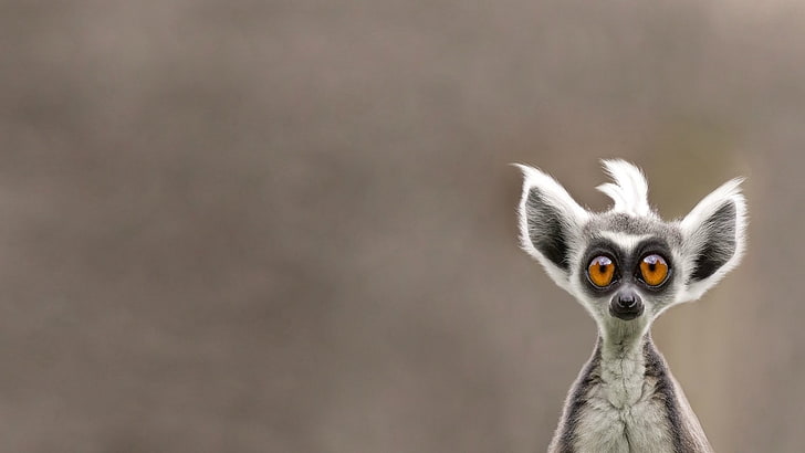 100 Lemur HD Wallpapers and Backgrounds