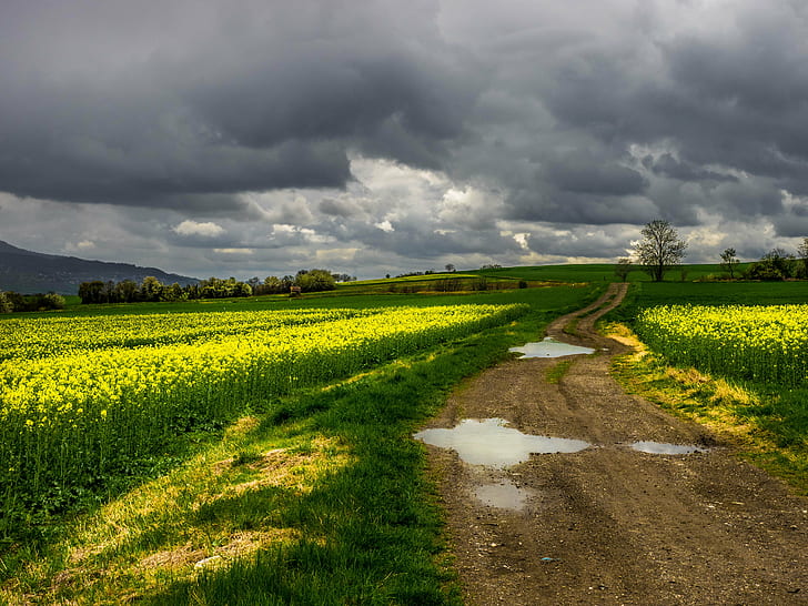 green field under cloudy sky, nature, rural Scene, agriculture, HD wallpaper