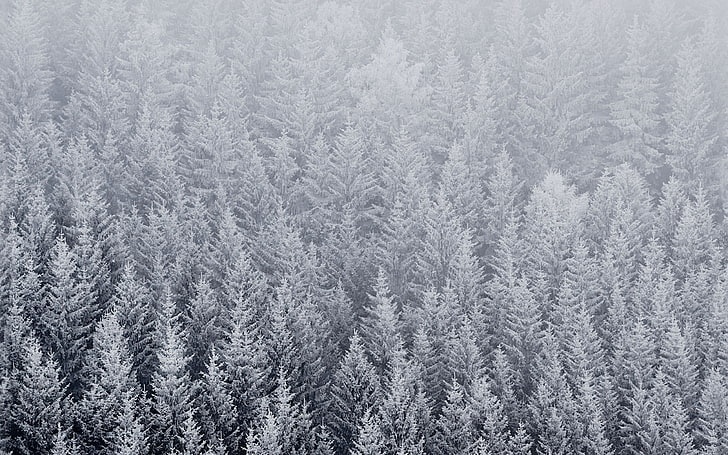 snow mountain-Apple iOS8 iPhone6 Plus HD Wallpaper, green trees, HD wallpaper