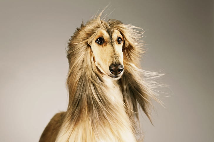 Dogs, Afghan Hound, Pet, HD wallpaper