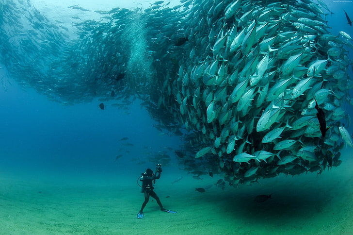 nature, fish, photography, photographer, sea, Tuna fish, underwater, HD wallpaper