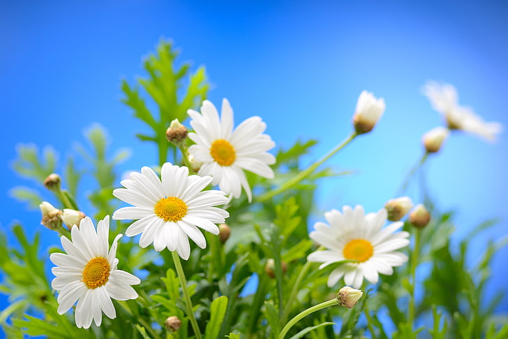 white daisy flowers, the sky, the sun, chamomile, spring, nature
