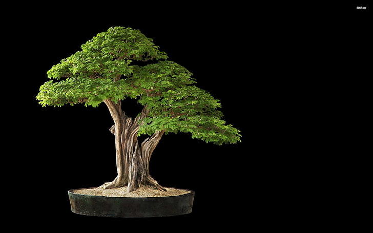 HD wallpaper: green bonsai plant, studio shot, bonsai tree, black  background