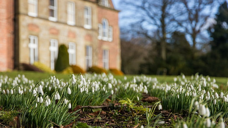 flowers, blurred, nature, snowdrops, white flowers, UK, HD wallpaper