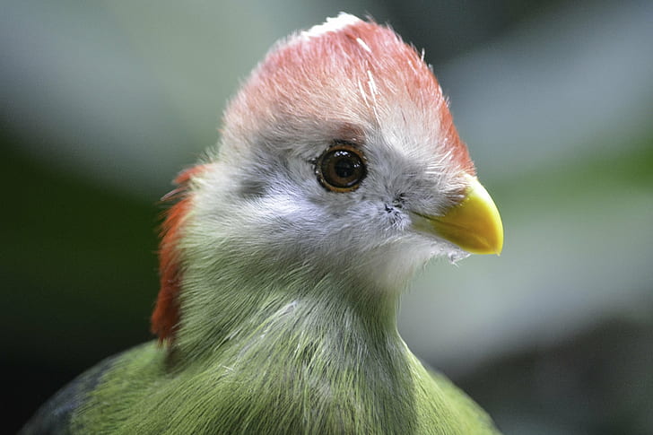 shallow photography of white and green bird, turaco, turaco, Red Crested Turaco