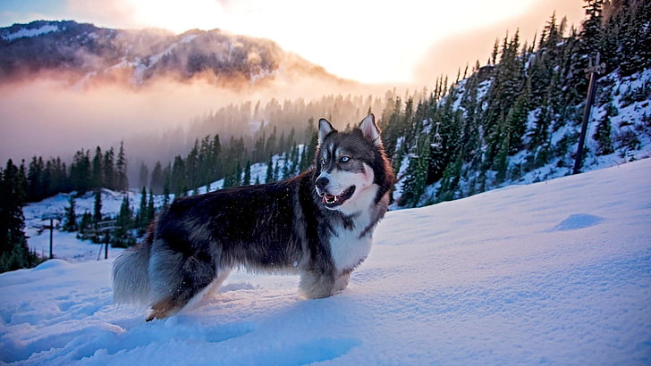 snow, sky, siberian husky, dog, dog breed, fog, winter, freezing, HD wallpaper