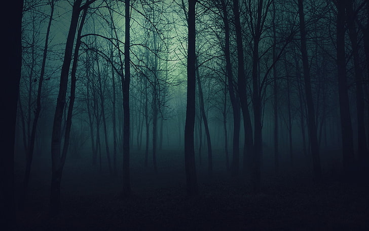 bare tree wallpaper, dark, forest, nature, mist, spooky, fog