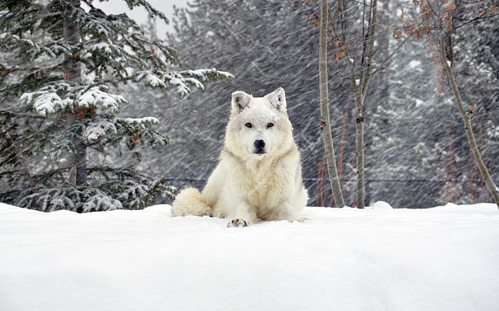 white wolf, dog, forest, snow, lying, winter, animal, pets, purebred Dog, HD wallpaper