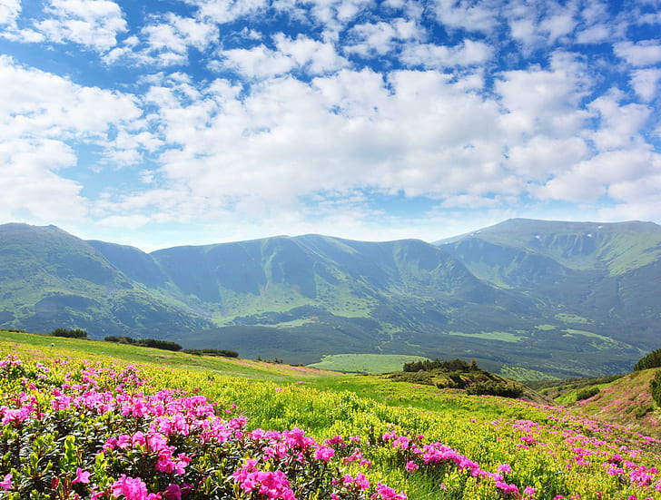 Azalea Flowers, pink flower fields, nature, scenery, mountains