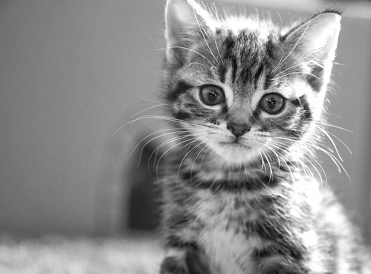gray scale photo of Tabby Kitten, Whiskers, bandw, portrait, fur, HD wallpaper
