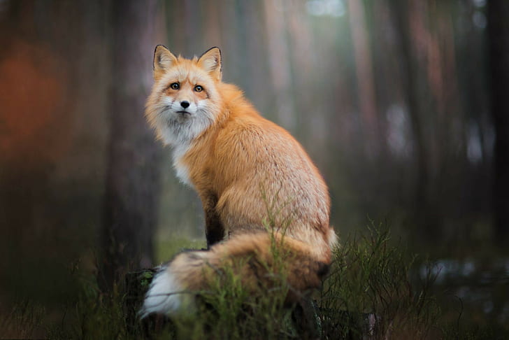 fox, animals, nature, wildlife