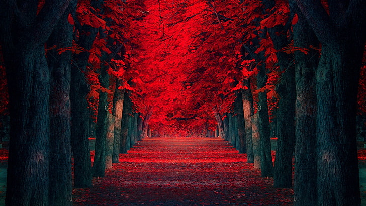 red flower trees, nature, leaves, fall, the way forward, diminishing perspective, HD wallpaper