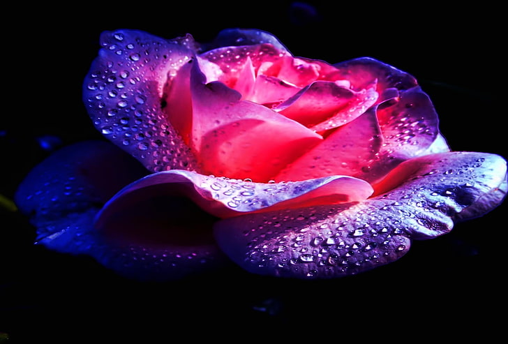 purple and pink flower, flowers, rose, pink roses, pink flowers, HD wallpaper