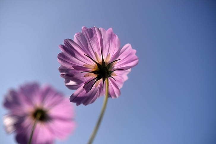 tilt shift lens photography of purple flower, Capturing, Light, HD wallpaper
