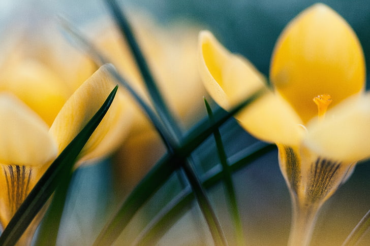 yellow crocus flower, primroses, macro, spring, nature, tulip, HD wallpaper