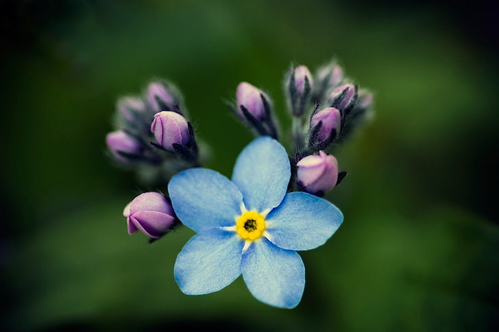 Hd Wallpaper Flowers Forget Me Not