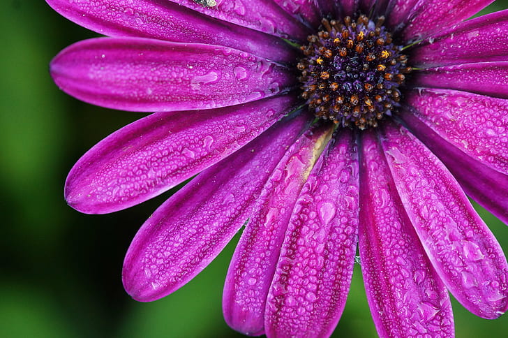 closeup-photography of purple petaled flower with water dews, bornholm, bornholm