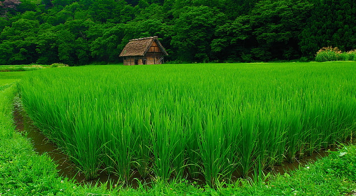 Shirakawa-go, green rice field, Asia, Japan, travel, village